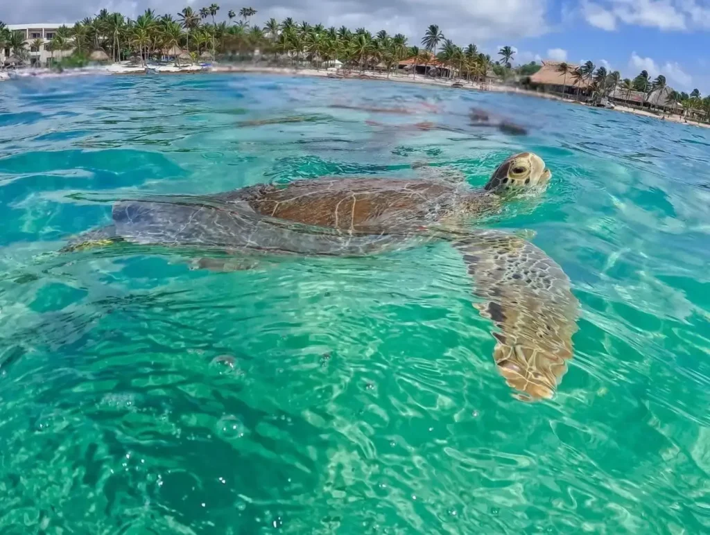 Nadar con tortugas marinas